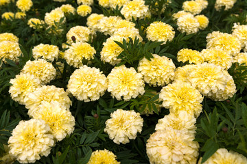 White marigolds on the flower bed. Large meadow with flowers.