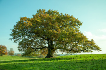 Fototapeta na wymiar English oak tree in the summertime.