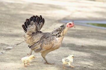Close up a hen with chicks walking on cement ground floor in outdoor place 