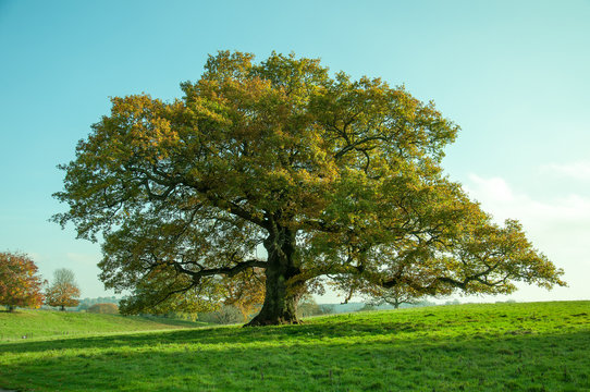 English oak tree in the summertime.