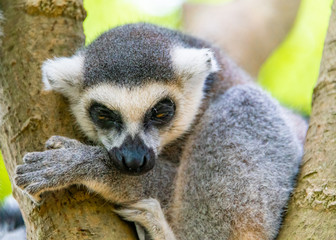 The clever ring-tailed lemur in a wildlife park
