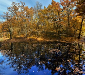 yellowed forest mirrored in water