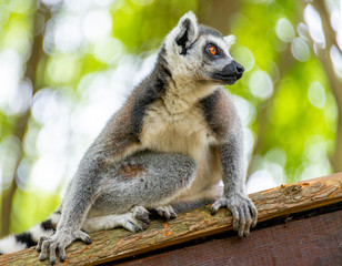 The clever ring-tailed lemur in a wildlife park