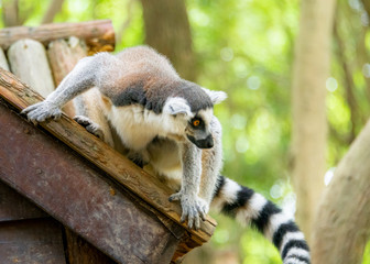 The clever ring-tailed lemur in a wildlife park
