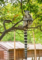 The clever ring-tailed lemur in a wildlife park