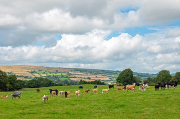 Cattle grazing near Hergest ridge, Herefordshire, United Kingdom.