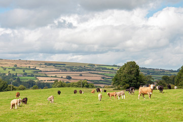 Fototapeta na wymiar Cattle grazing near Hergest ridge, Herefordshire, United Kingdom.