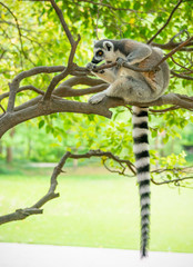 The clever ring-tailed lemur in a wildlife park