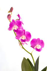 Fototapeta na wymiar dendrobium orchids violet on white background