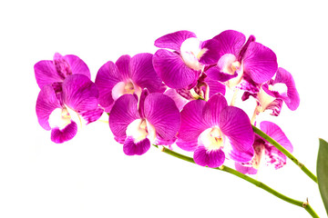  dendrobium orchids violet on white background