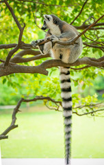 The clever ring-tailed lemur in a wildlife park