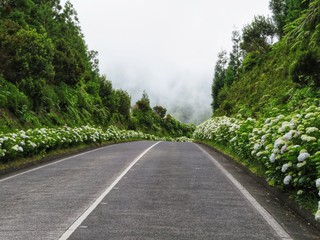 road with white hydrangea at the roadside at São Miguel, Azores - Portugal