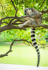 The clever ring-tailed lemur in a wildlife park