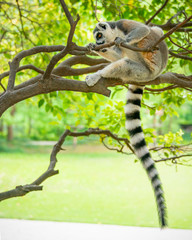 The clever ring-tailed lemur in a wildlife park