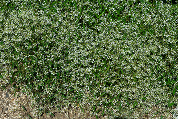 Zauberschnee Euphorbia Diamond Frost