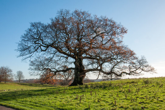 Autumn oak tree in an English meadow.
