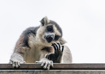 The clever ring-tailed lemur in a wildlife park