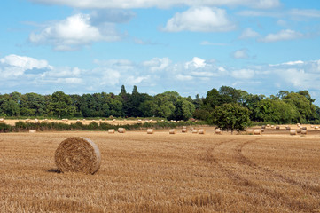 Fototapeta premium Straw bales in the summertime.