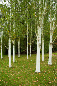 Silver birch trees in the countryside.