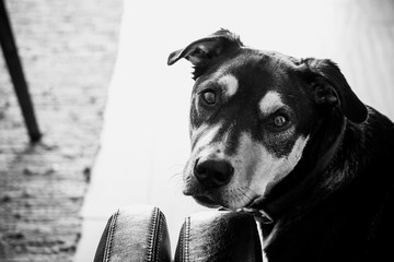 Portrait d'un chien au regard triste