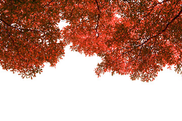 Red leaves, young leaves and branches on the White Blackground