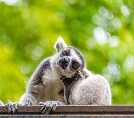 The clever ring-tailed lemur in a wildlife park