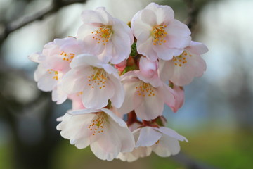 桜 さくら