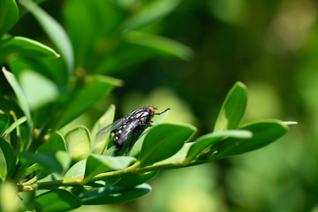 Black fly outdoors on green leaf.