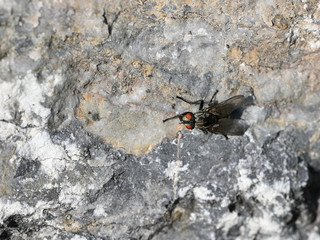 Black fly outside on stone.
