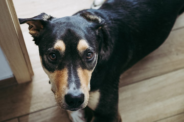 Portrait d'un chien au regard triste