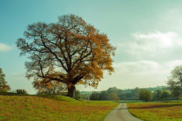 Autumn tree in a English woodland.