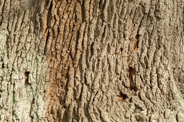 Texture of a tree trunk.