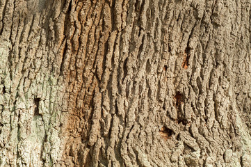 Tree trunk bark.