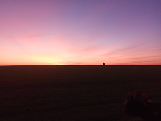 Sunset in the field and lonely tree