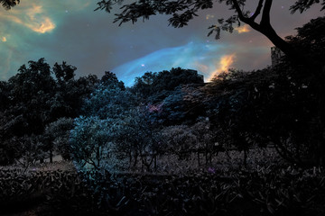 Beautiful abstract texture colorful black and white flowers and tree plant forest landscape  on the darkness and aurora Polaris and the stars on the sky milky way galaxy background and wallpaper