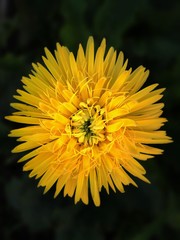 yellow dandelion on green background