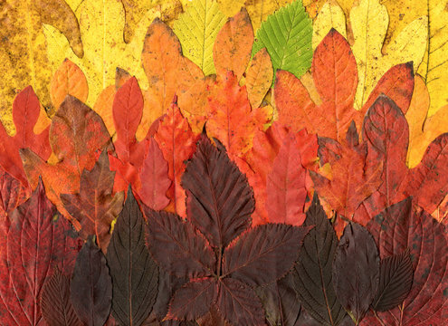 Horizontal scanography image of collage of colorful fall leaves (foliage)