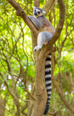 The clever ring-tailed lemur in a wildlife park