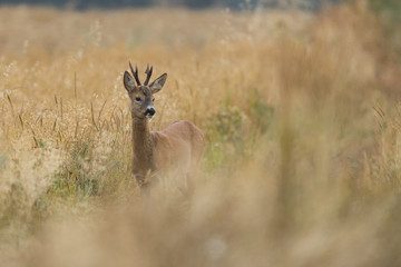 Naklejka na ściany i meble Roebuck - buck (Capreolus capreolus) Roe deer - goat