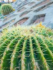 Nature green cactus close-up or cacti or cactuses