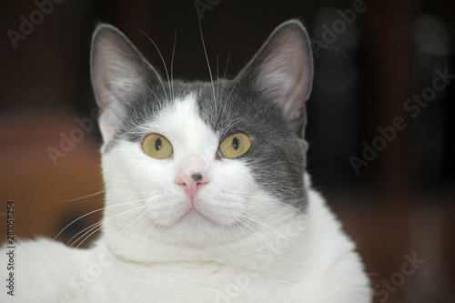 White With Gray European Shorthair Cat Stock Photo And Royalty