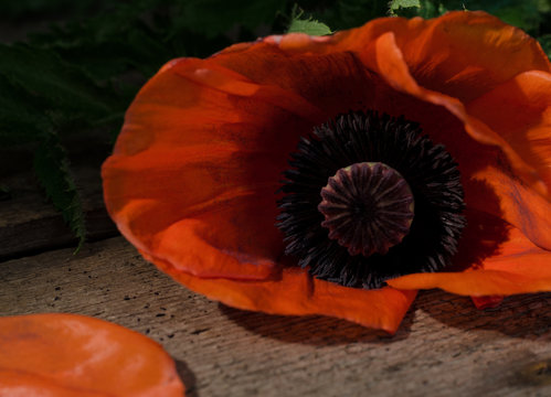 Red poppy flower on a dark wooden background. Red flowers photo with selective light.