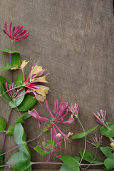 Vertical image of pink-and-yellow 'Goldflame' honeysuckle (Lonicera x heckrottii 'Goldflame' or 'Gold Flame') on a weathered wood background, with copy space