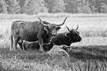 Highland cattle cows family on pasture, black and white HDR image