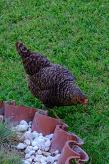 Rooster and chicken walk on the green grass
