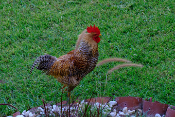 Rooster and chicken walk on the green grass