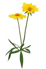 Wonderful yellow Daisies (Marguerite) with plant stem and green leaves isolated on white background, including clipping path. Germany