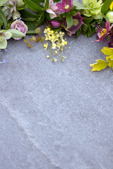 Vertical image of spring perennial and bulb flowers and leaves on gray stone, with space for text