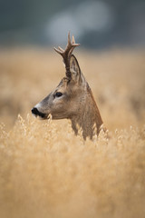 Roebuck - buck (Capreolus capreolus) Roe deer - goat