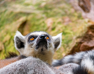 The clever ring-tailed lemur in a wildlife park